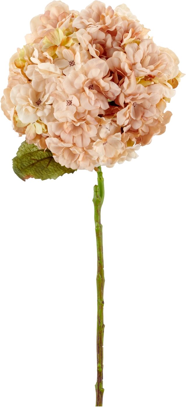 Gasper Hortensie H: 64 cm  Rosa