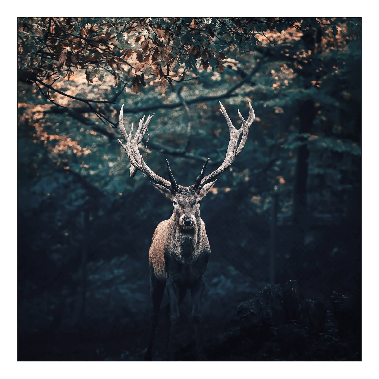 home24 Deer In The Dark floatglas bruin/grijs 50 x 50 x 1 cm