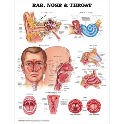 Ear, Nose and Throat Anatomical Chart, Nonbook von , Wolters Kluwer Health, 978-1-58779-115-4