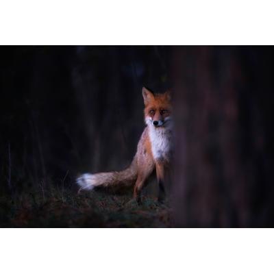 Fototapete PAPERMOON "Photo-Art SEBASTIAN MASTAHAC, GLANZEN", bunt, B:5m L:2,8m, Vlies, Tapeten