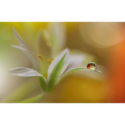 Papermoon "Zen Wassertropfen mit Blume Makro"