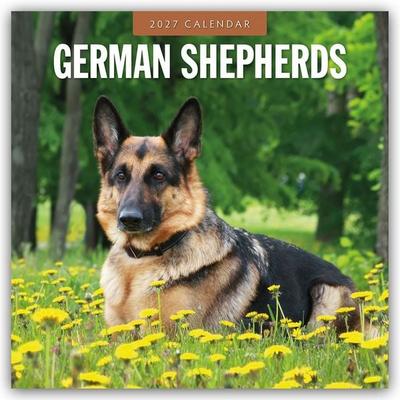 German Shepherds – Deutscher Schäferhund 2027 – 16-Monatskalender