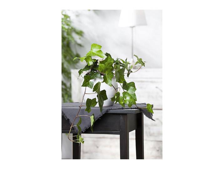 Qualité & Prix Zimmer-Efeu Grün ⌀ 9 cm