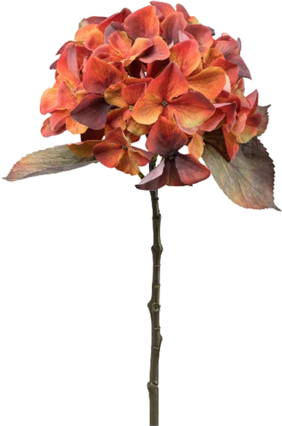 Gasper Hortensie Orange H: 48 cm  Orange