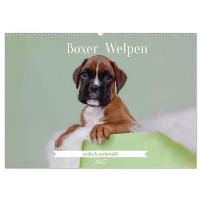 Boxer Welpen einfach zuckersüß (Wandkalender 2027 DIN A2 quer), CALVENDO Monatskalender