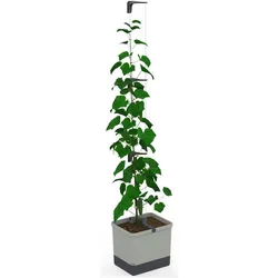Gusta Garden, Pflanzen Zubehör, CURT CUCUMBER Gurkentopf Grau (3.50 cm, 33.50 cm)