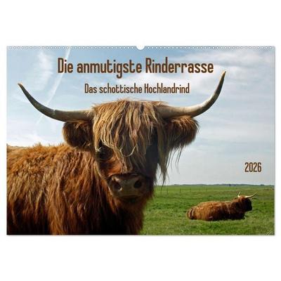 Die anmutigste Rinderrasse - Das schottische Hochlandrind (Wandkalender 2026 DIN A2 quer), CALVENDO Monatskalender