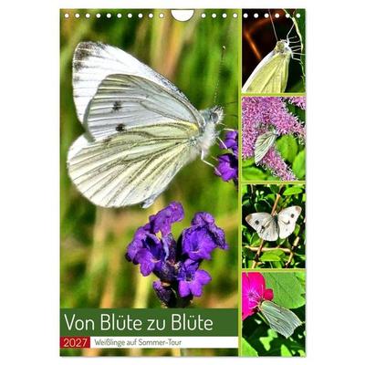Von Blüte zu Blüte - Weißlinge auf Sommer-Tour (Wandkalender 2027 DIN A4 hoch), CALVENDO Monatskalender