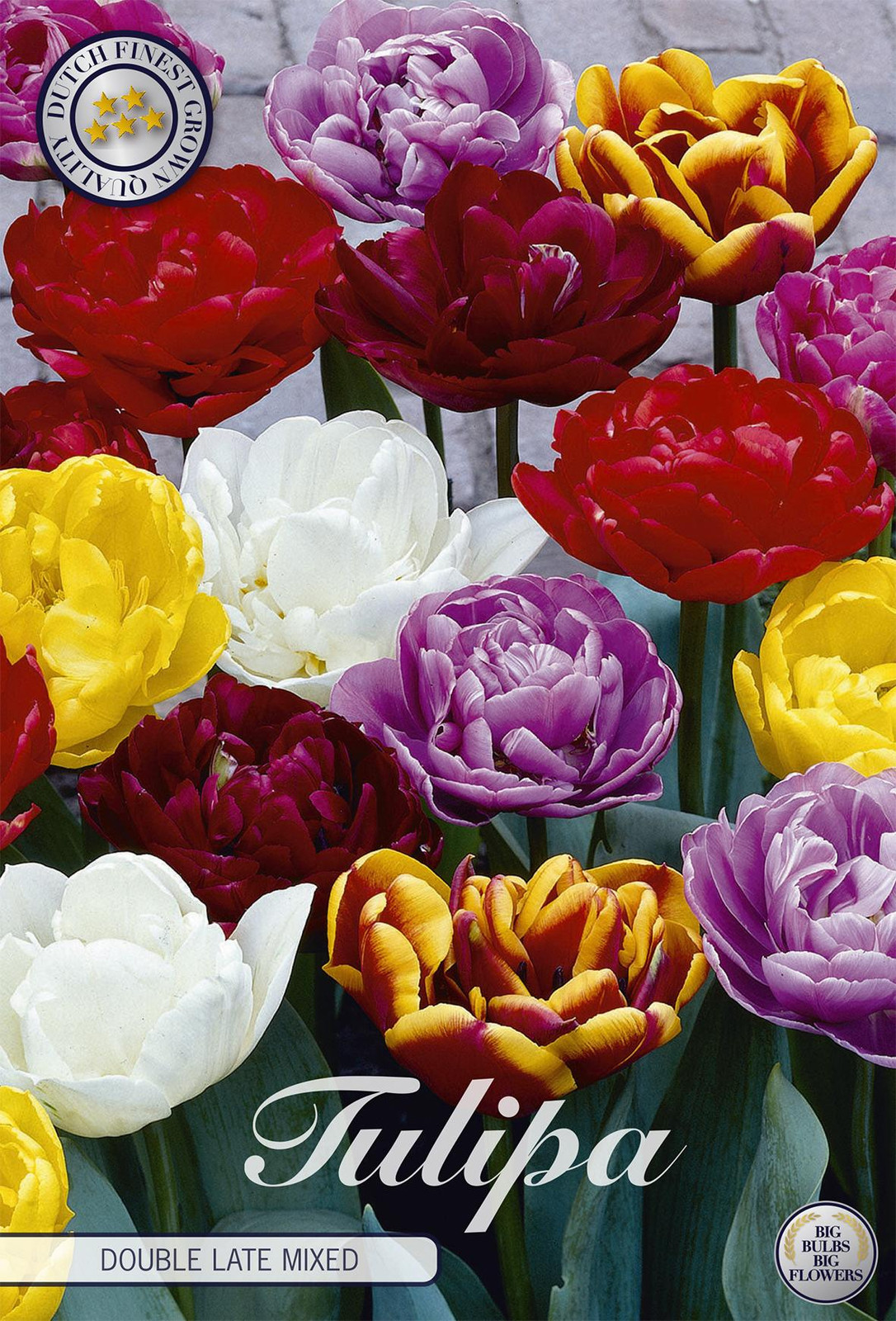 Tulpen Double Late Mix 10 stuks - Tulpenbollen van Sam van Schooten
