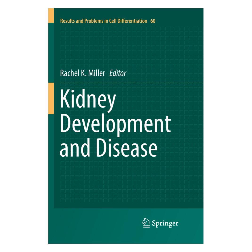 Springer Kidney Development and Disease (Englisch, K Miller, Rachel, Rachel K. Miller, 2018) (56003425)