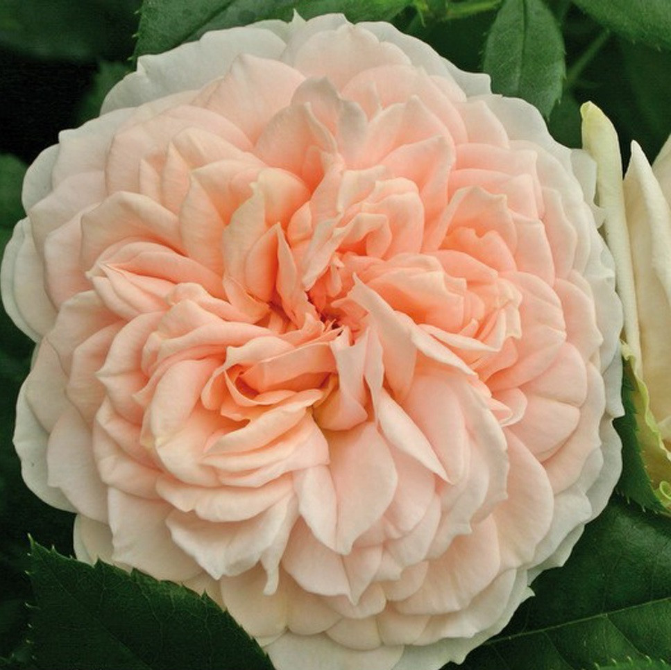 Kordes Rosa Garden Of Roses roos