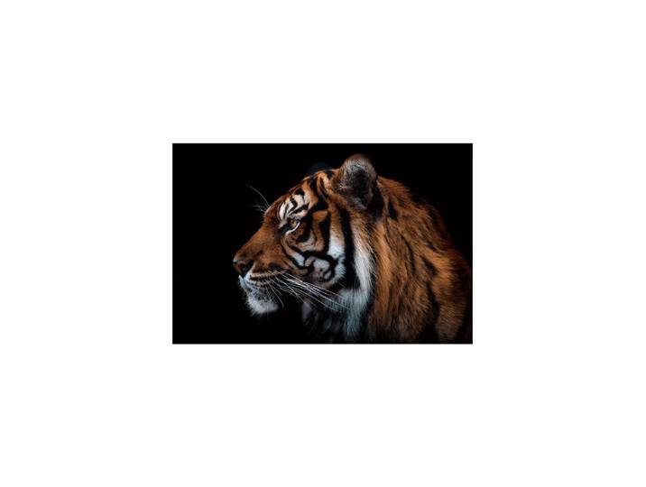 Glasbild „Sibirischer Tiger“ 80 x 120 cm Multicolor Crea Collection