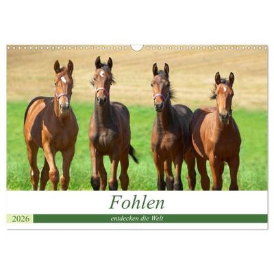 Fohlen entdecken die Welt (Wandkalender 2026 DIN A3 quer), CALVENDO Monatskalender
