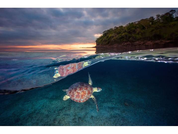 Papermoon Photo-Art BARATHIEU GABRIEL, GRÜNE SCHILDKRÖTE MIT SONNENUNTERGANG