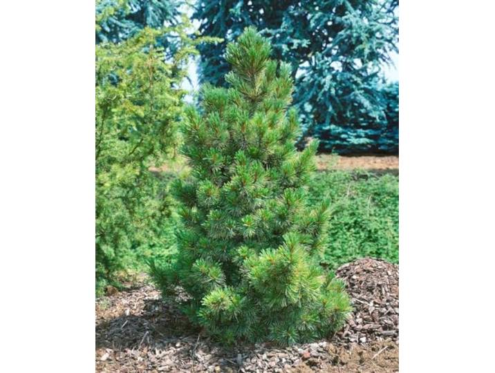 Zirbelkiefer 60-70 cm Topf Pinus cembra winterhart immergrün Windschutz kegelförmig, langsam wachsend, blau-grüne Nadeln, sonnig bis halbschattig, Solitärpflanze, frosthart bis -40 °C