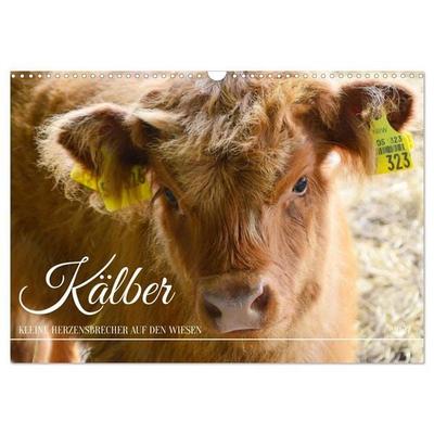 Kälber - Kleine Herzensbrecher auf den Wiesen (Wandkalender 2027 DIN A3 quer), CALVENDO Monatskalender