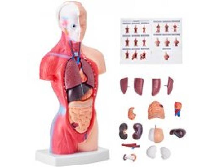 VEVOR Model van het menselijk lichaam, 15 delen 28 cm, Anatomisch model van de menselijke torso, Anatomisch skeletmodel met uitneembare organen, Educatieve leermiddelen voor studenten, Leermiddelen