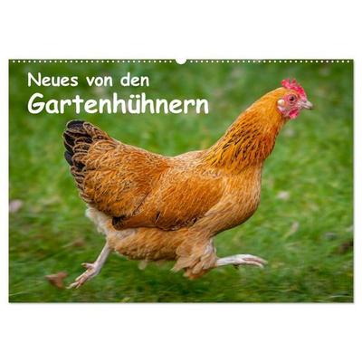 Neues von den Gartenhühnern (Wandkalender 2027 DIN A2 quer), CALVENDO Monatskalender
