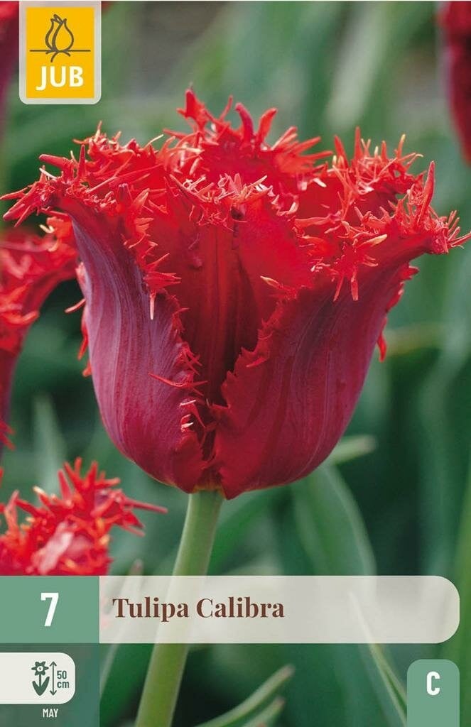 Jub Tulp Calibra 7 bollen