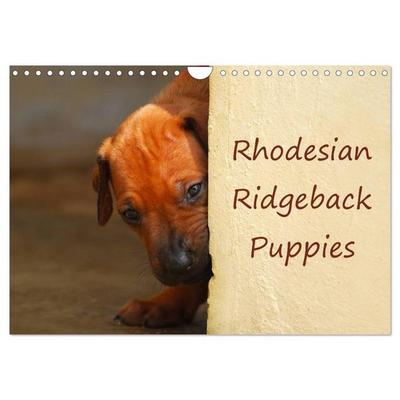 Rhodesian Ridgeback Puppies (Wall Calendar 2026 DIN A4 landscape), CALVENDO 12 Month Wall Calendar