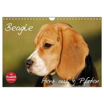 Beagle - Herz auf 4 Pfoten (Wandkalender 2027 DIN A4 quer), CALVENDO Monatskalender