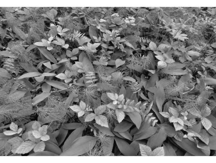 Komar Fototapete Forest Floor