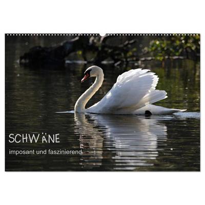 Schwäne - imposant und faszinierend (Wandkalender 2026 DIN A2 quer), CALVENDO Monatskalender