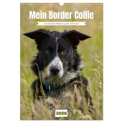 Mein Border Collie (Wandkalender 2026 DIN A3 hoch), CALVENDO Monatskalender