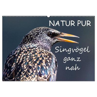 NATUR PUR - Singvögel ganz nah (Wandkalender 2026 DIN A2 quer), CALVENDO Monatskalender