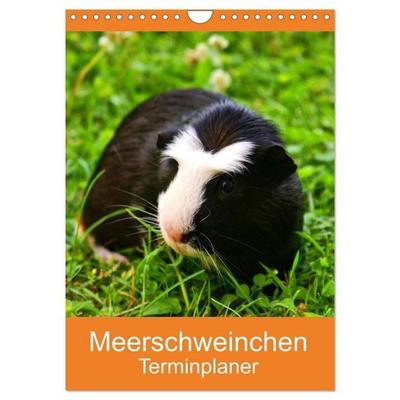 Meerschweinchen Terminplaner (Wandkalender 2027 DIN A4 hoch), CALVENDO Monatskalender