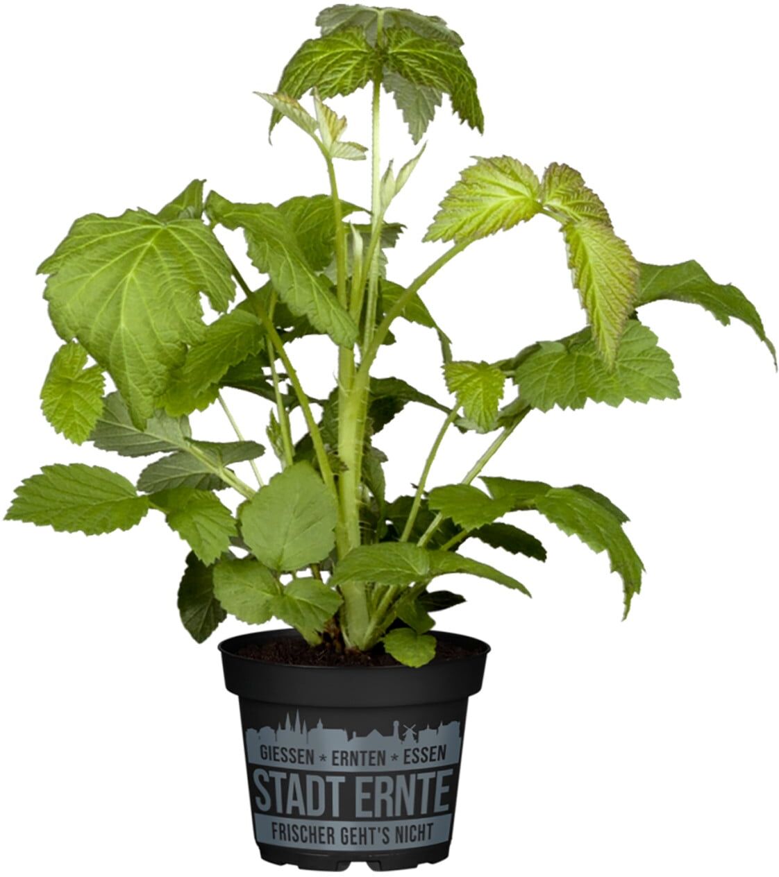 Pflanzen Stadt Ernte Bio Himbeere Goodasgold 2 L Container
