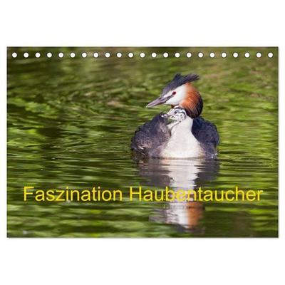 Faszination Haubentaucher (Tischkalender 2026 DIN A5 quer), CALVENDO Monatskalender