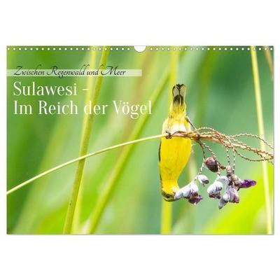 Sulawesi - Im Reich der Vögel (Wandkalender 2027 DIN A3 quer), CALVENDO Monatskalender