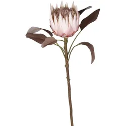 Chic Antique Fleur Kunstblume Protea, H66 cm, altrosa