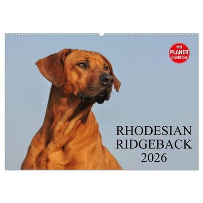 Rhodesian Ridgeback 2026 (Wandkalender 2026 DIN A2 quer), CALVENDO Monatskalender