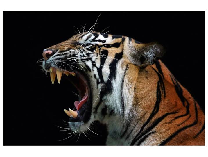Digitaldruck auf Acrylglas Fauchender Tiger image LAND / Grösse: 120 x 80 cm