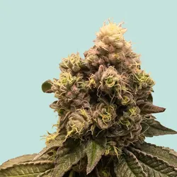 Mainhattan Seeds Moby Dick 5 Samen - 5