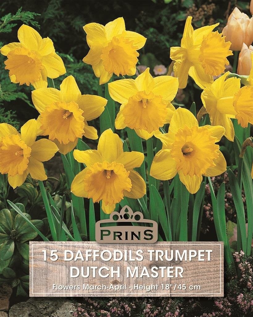 15 Prins Narcis Daffodils Dutch Master bloembollen - Geel