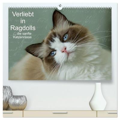 Verliebt in Ragdolls... die sanfte Katzenrasse (hochwertiger Premium Wandkalender 2027 DIN A2 quer), Kunstdruck in Hochglanz