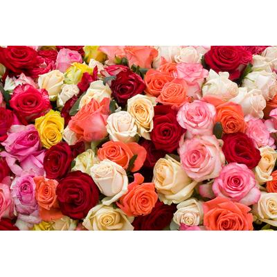 Fototapete PAPERMOON "Roses", bunt, B:2,5m L:1,86m, Vlies, Tapeten