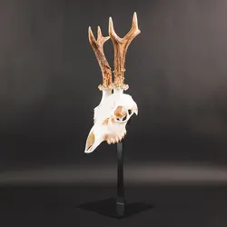 Waidmetall Trophäenständer Rehwild Slim Edition