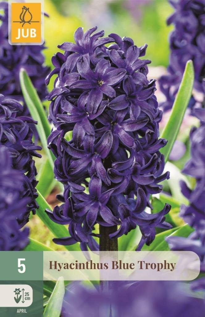 JUB Hyacinthus Blue Trophy blauwe hyacint bloembollen, 5 stuks