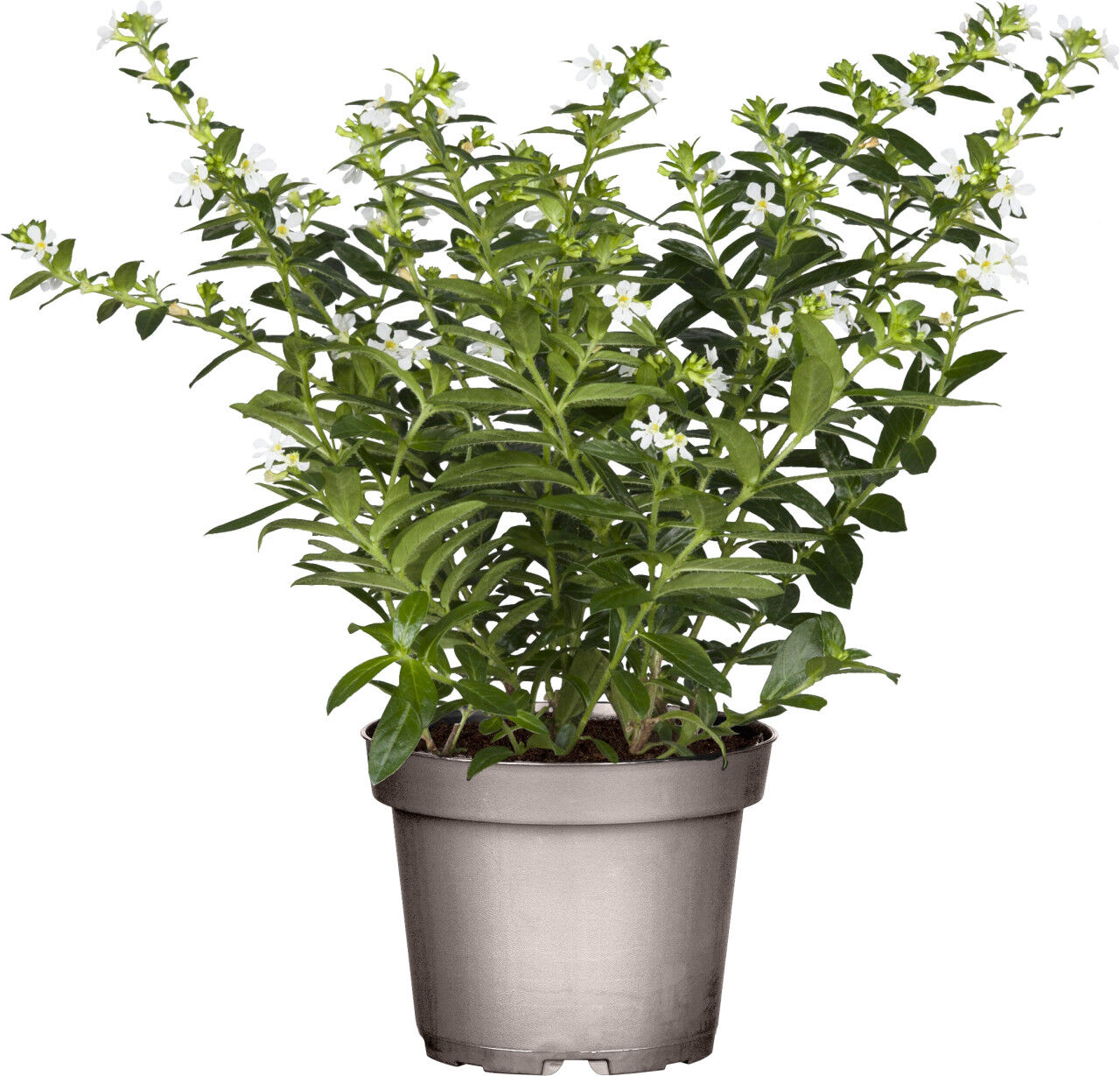 Pflanzen Scheinmyrte Cuphea hyssopifolia H 15 cm 10,5 cm Topf