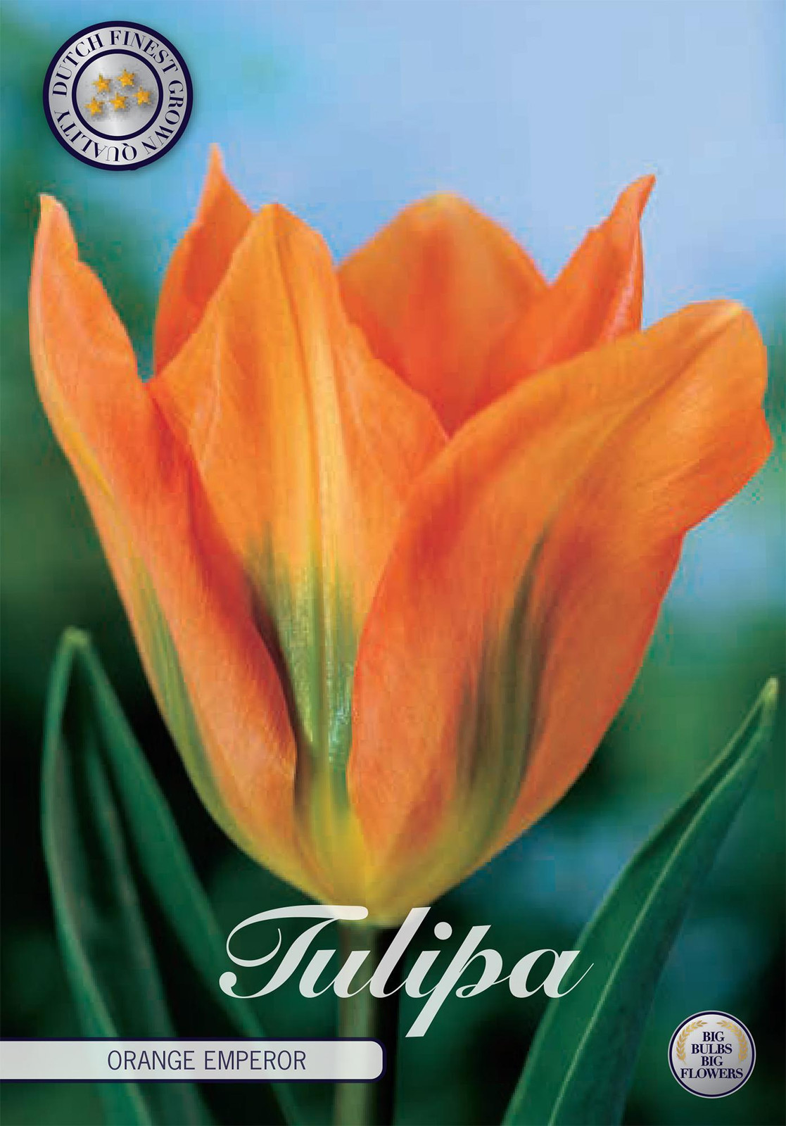 Sam van Schooten Tulpenbollen Orange Emperor (10 stuks)
