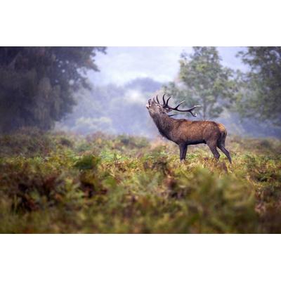 Fototapete PAPERMOON "Photo-Art MARCO REDAELLI, IM REGEN SCHREIEN", bunt, B:5m L:2,8m, Vlies, Tapeten