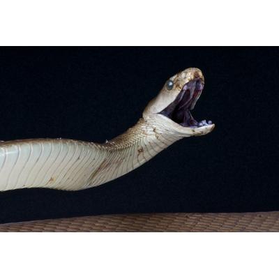 Fototapete PAPERMOON "Schwarze Mamba angreifen", bunt, B:3m L:2,2m, Vlies, Tapeten