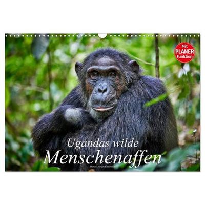 Ugandas wilde Menschenaffen (Wandkalender 2027 DIN A3 quer), CALVENDO Monatskalender