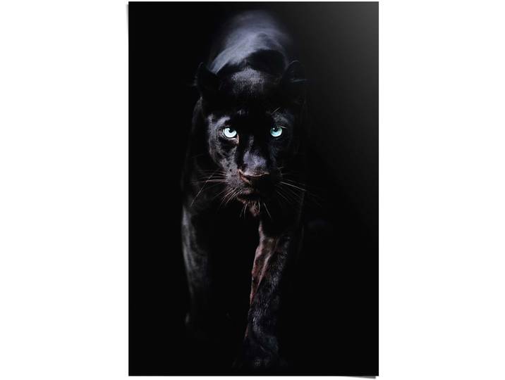 Poster REINDERS Poster Schwarzer Panther , schwarz (farbe bild(er): schwarz), B:61cm H:91,5cm, Papier, Bilder, Poster