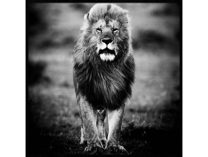 Wandkraft Bild Wandkraft, Schwarz, Weiß, Kunststoff, Tiere, rechteckig, 100x100 cm, glänzend, gerahmt, Bilder & Rahmen, Bilder, Sonstige Wandbilder