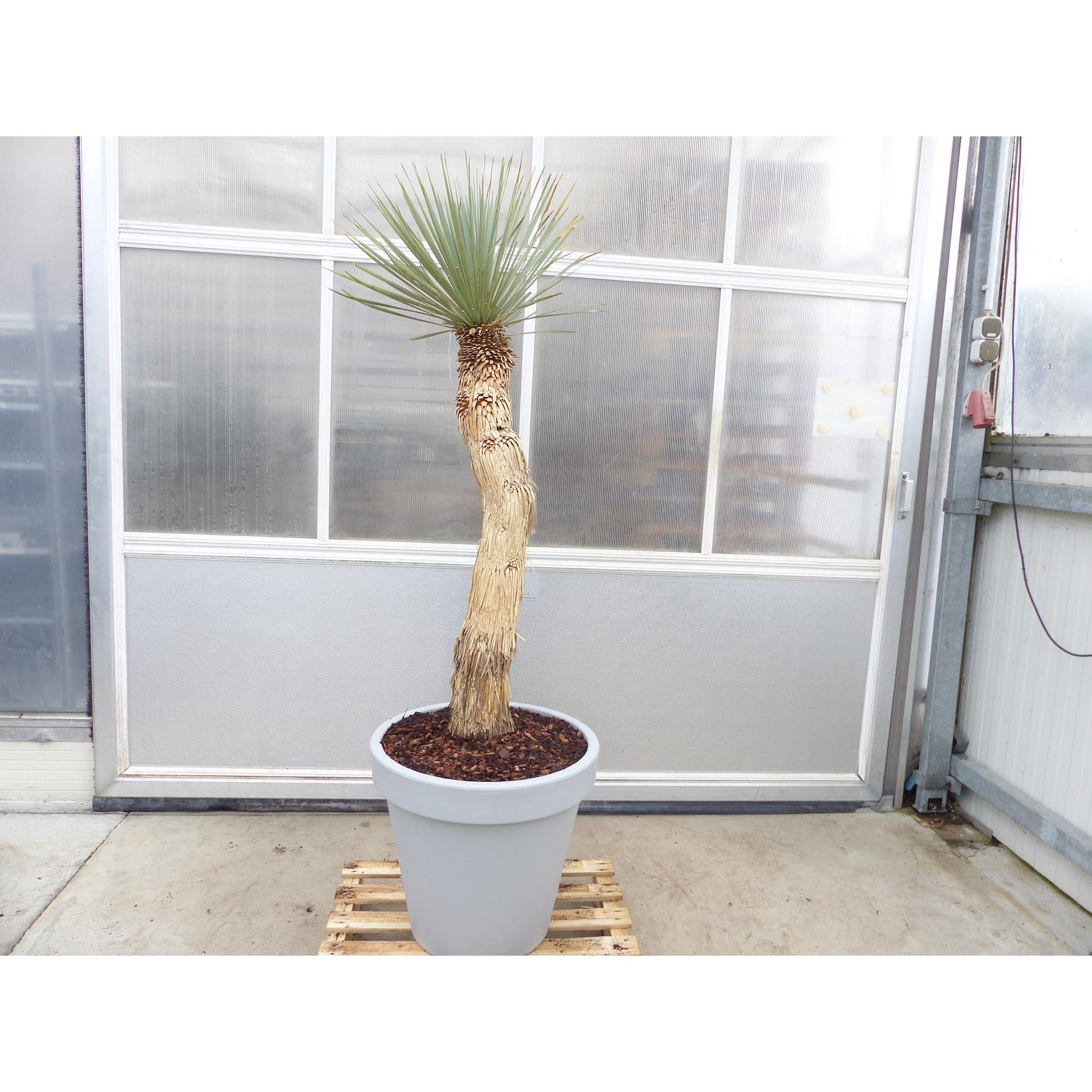 Yucca Rostrata Mexico, Palme, 190 cm, Stamm 104 cm winterhart